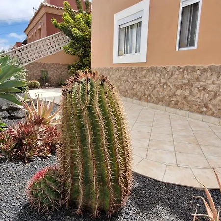 Sol Y Cactus コラレホ